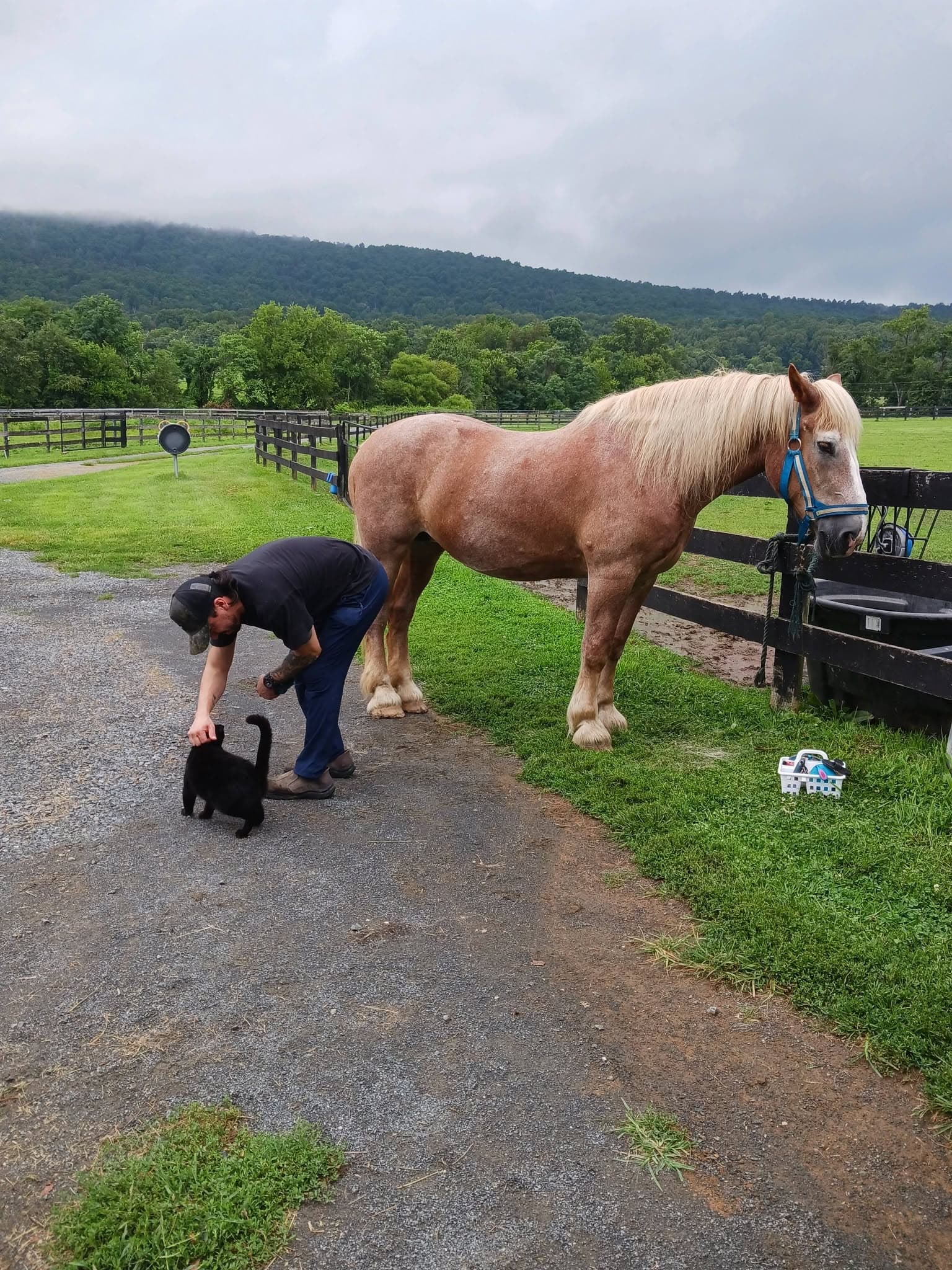 A horse beside the pasture fence at Eagle’s Nest